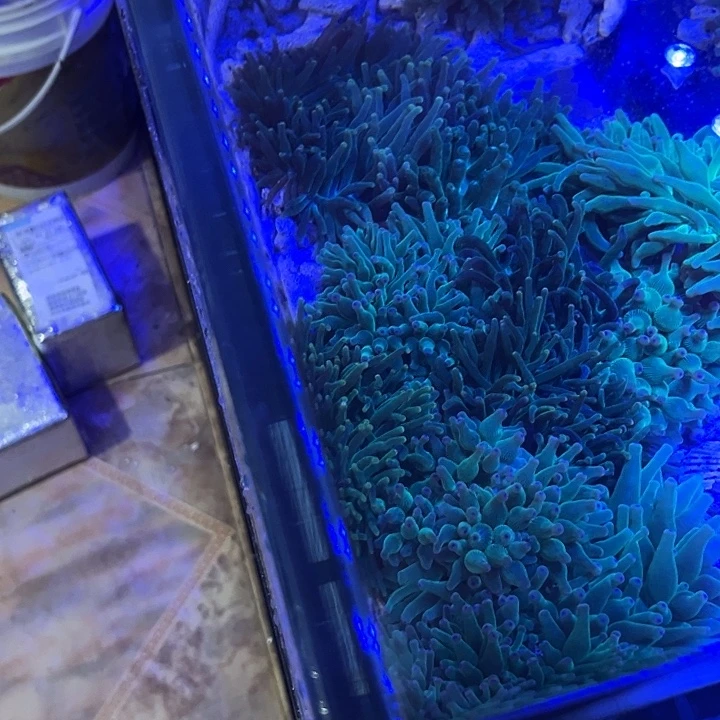 《***》奶嘴海葵奶嘴1绿釉3