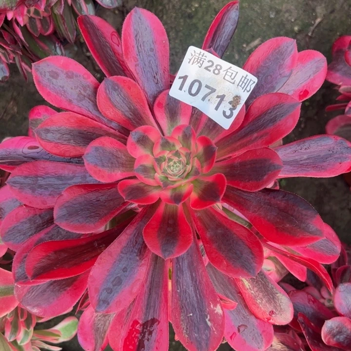 10713美杜莎多肉植物