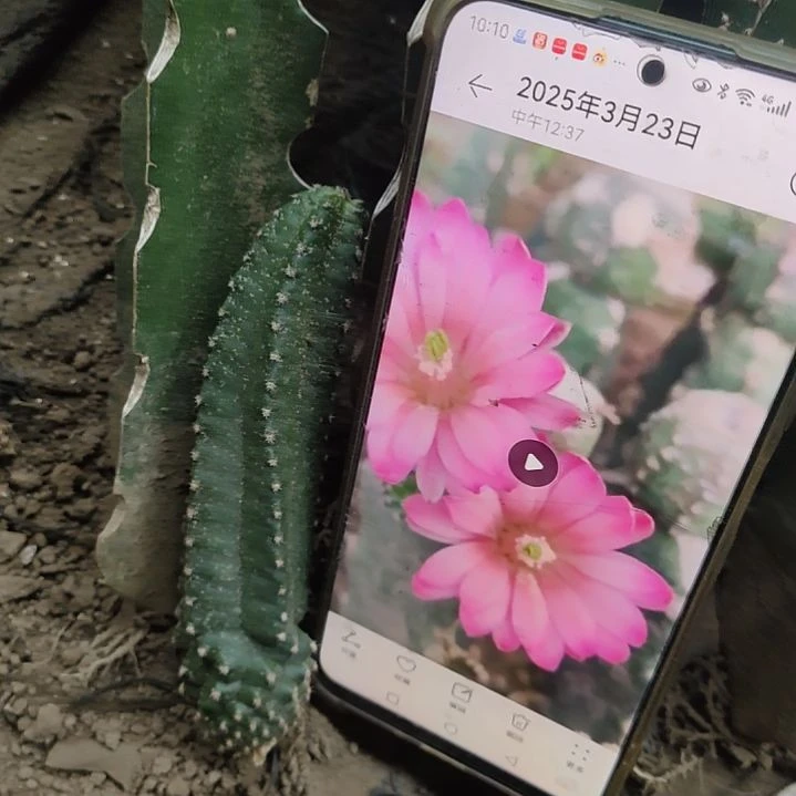仙人球明虾无根侧芽