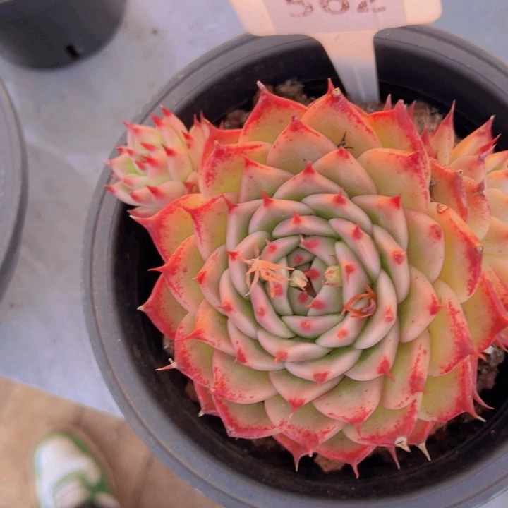 ，健健康康平平安安