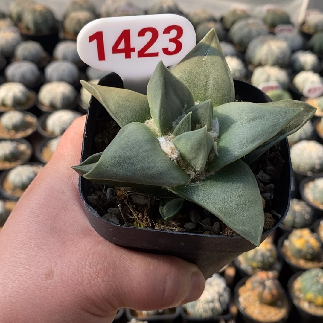 1423岩牡丹福利系列