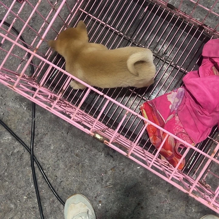 有***义柴犬弟弟一个可爱型