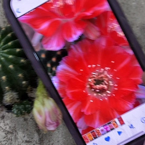 百褶裙丽花，368990