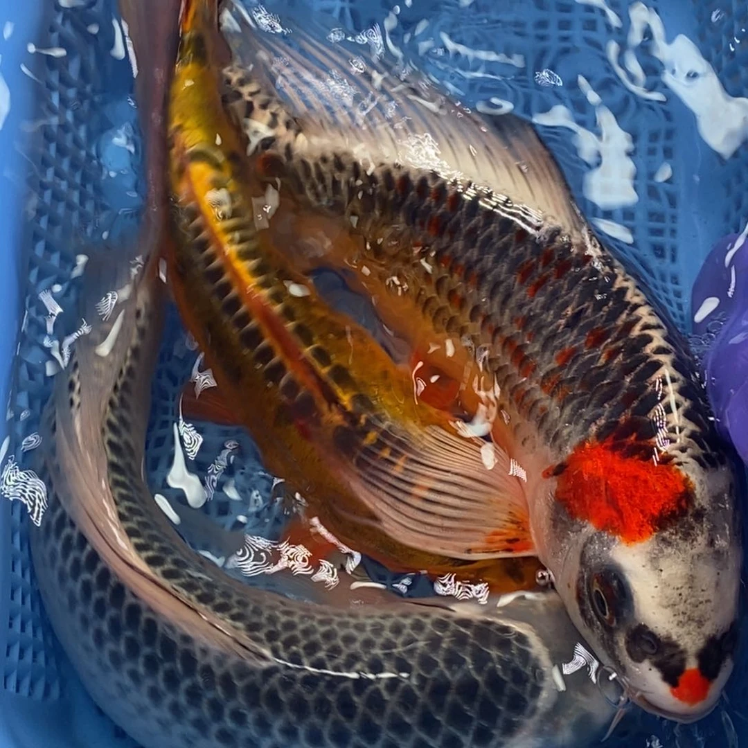 锦鲤冷水锦鲤包邮