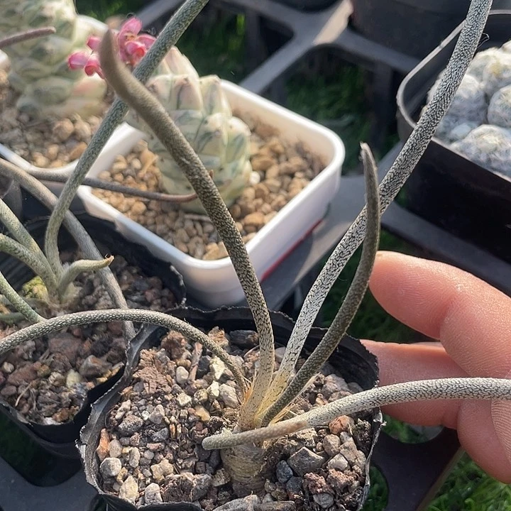 萝卜根美杜莎包邮