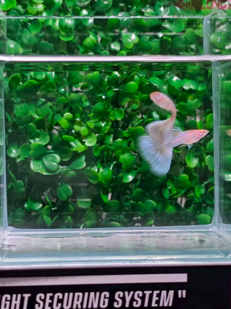 琉璃粉猫标体 两公一母 5号