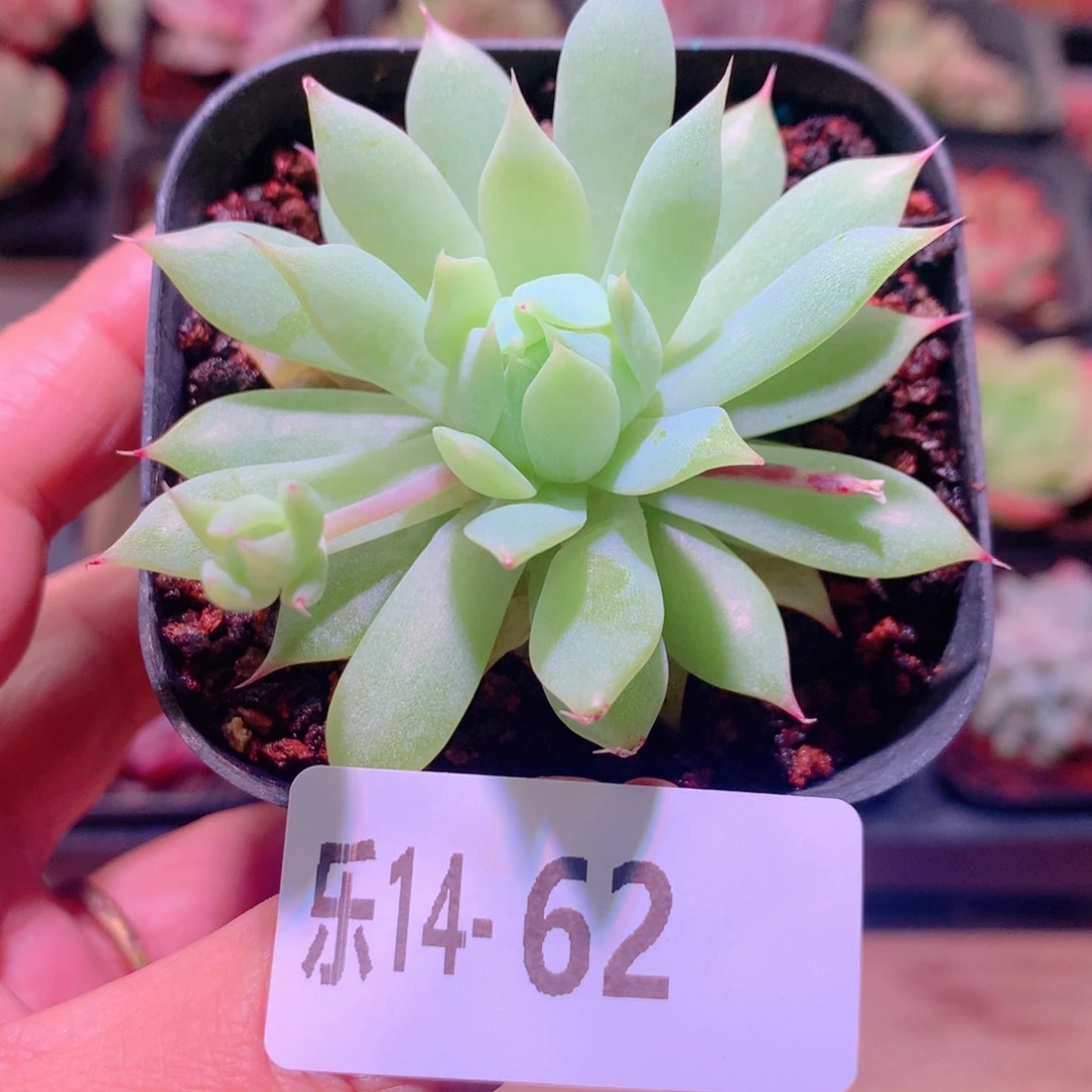 乐然14-62 曼联单头