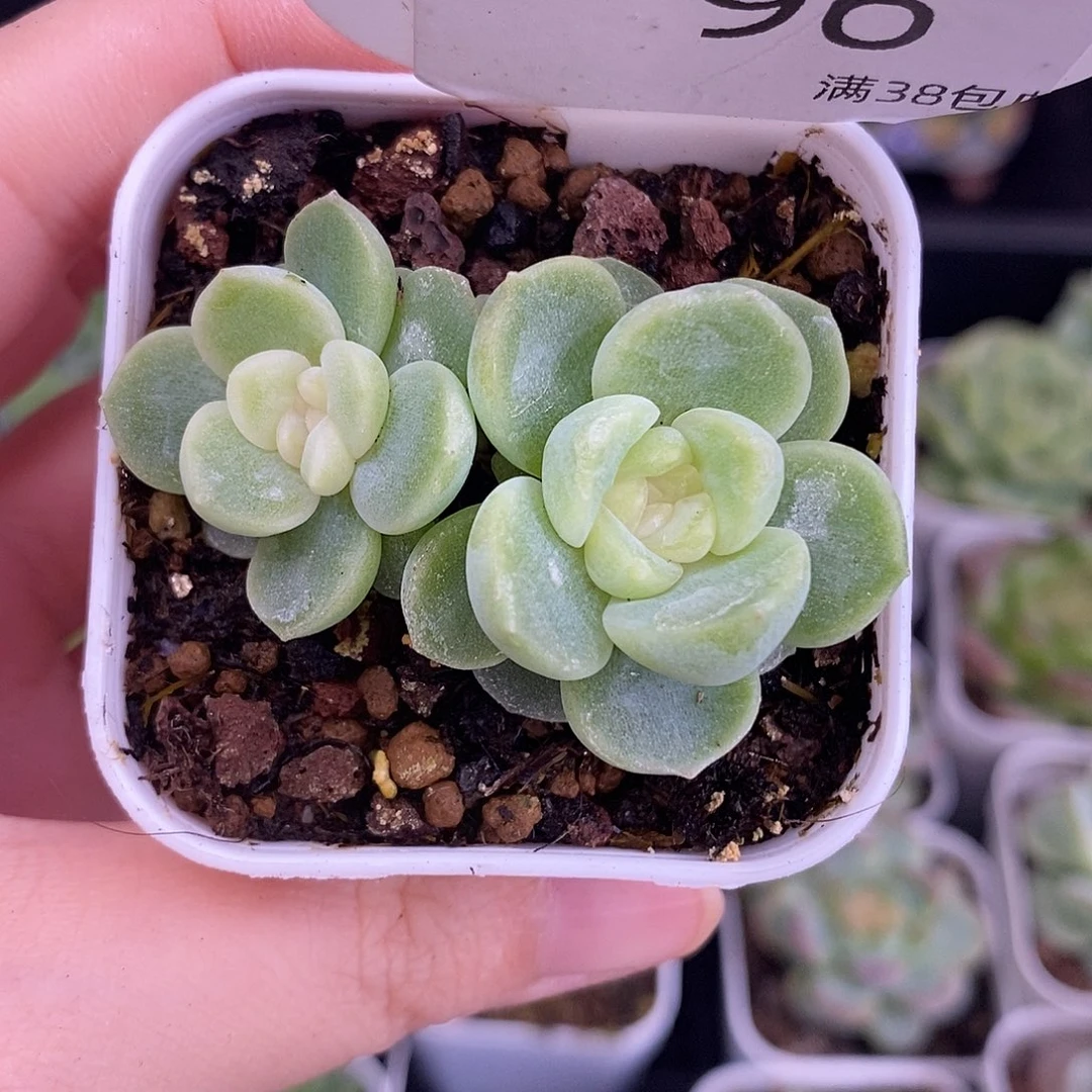 黄花花珍妮96号双头