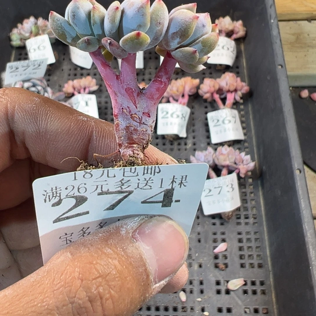 274号三头粉笔小树一物一拍满18包邮