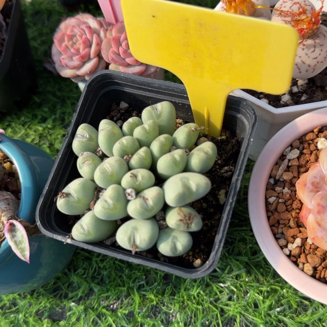 不***～多肉植物口袋群生