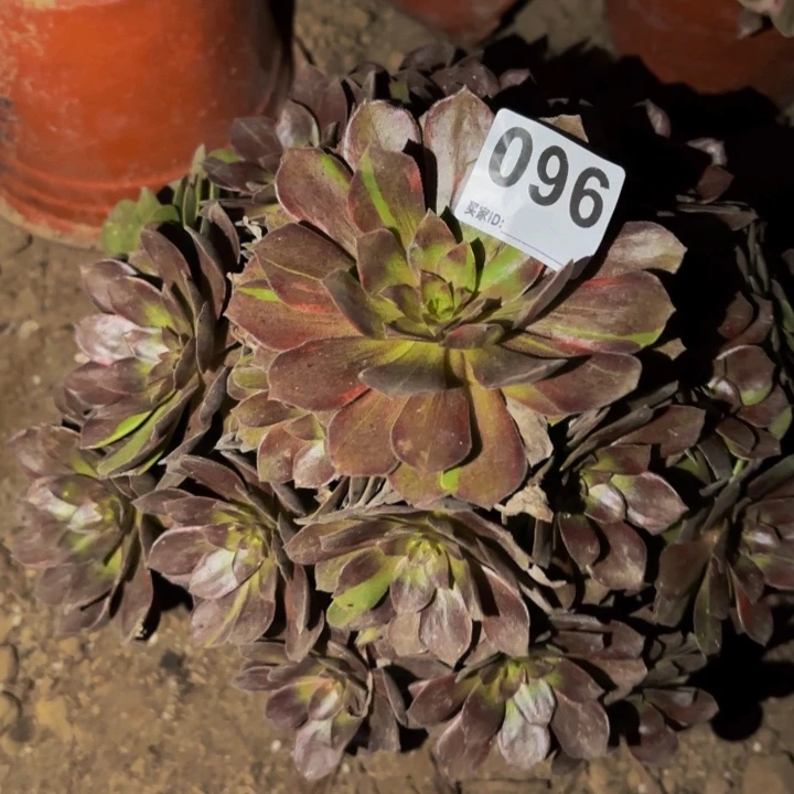 096千面男爵多肉植物不售后