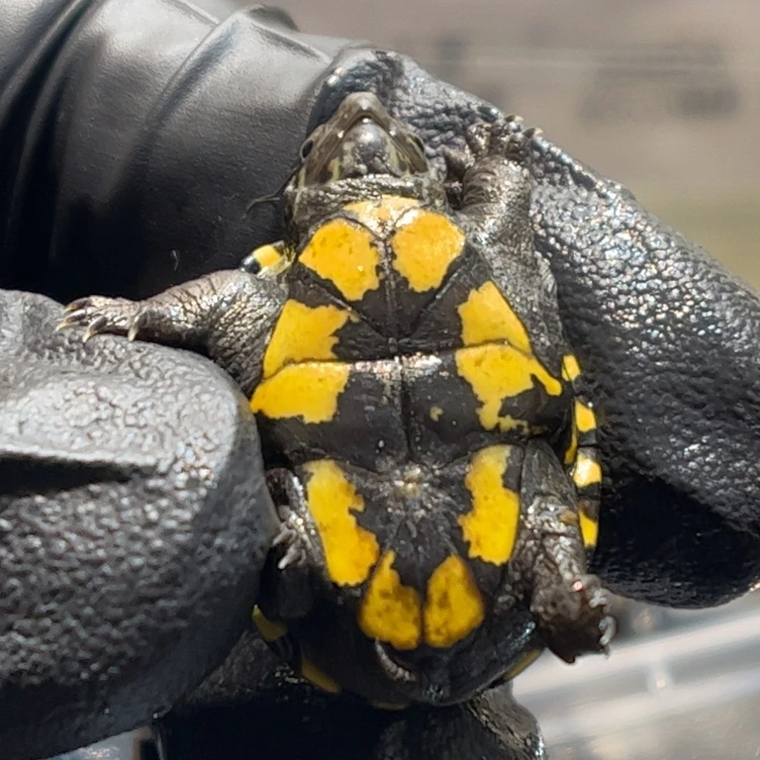 不分公母宠物龟不****王头盔