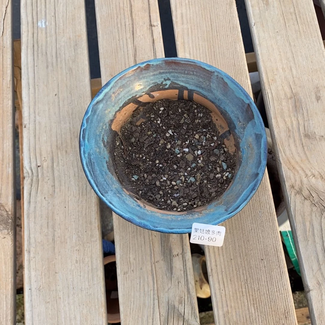 腰*b90号多肉盆一个呀