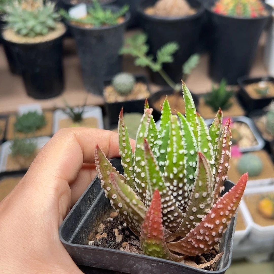 特价硬叶，，18包邮非偏远