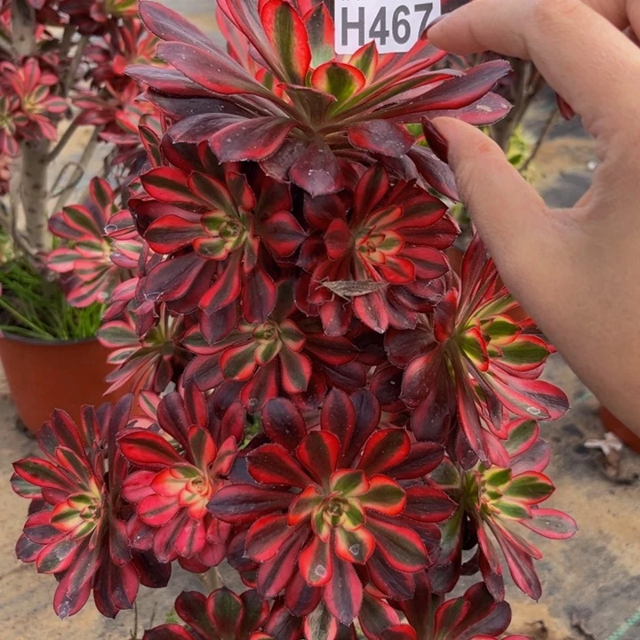 467多肉植物一物一拍