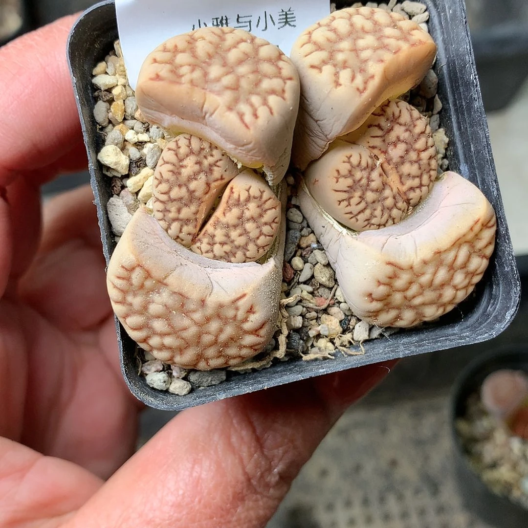 花***墨E06多肉植物保护研究所