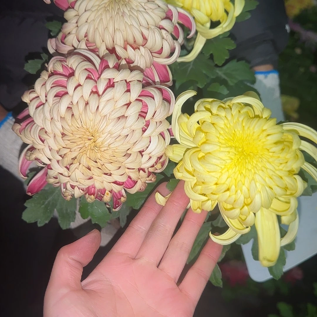 无花朵两个淞沪混色一颗