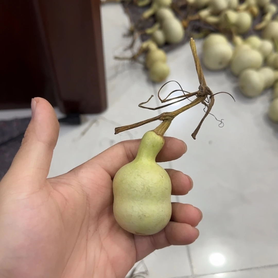 乖***兔葫芦dndjdjsnsnsns