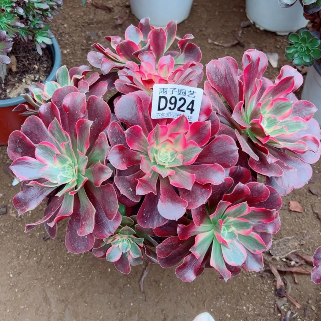 924凤冠雨子多肉植物