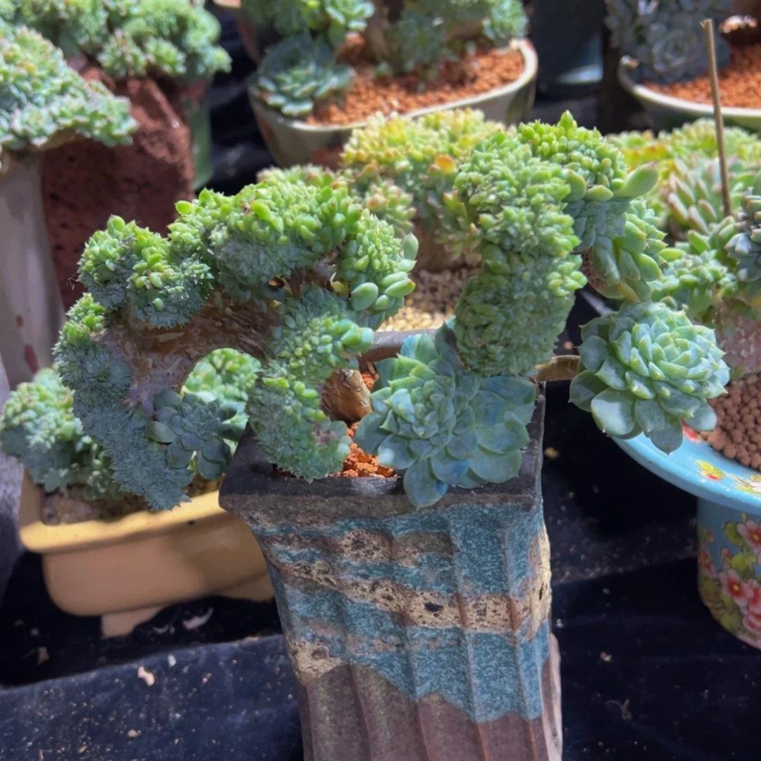 白体琥珀缀微瑕 天天开心