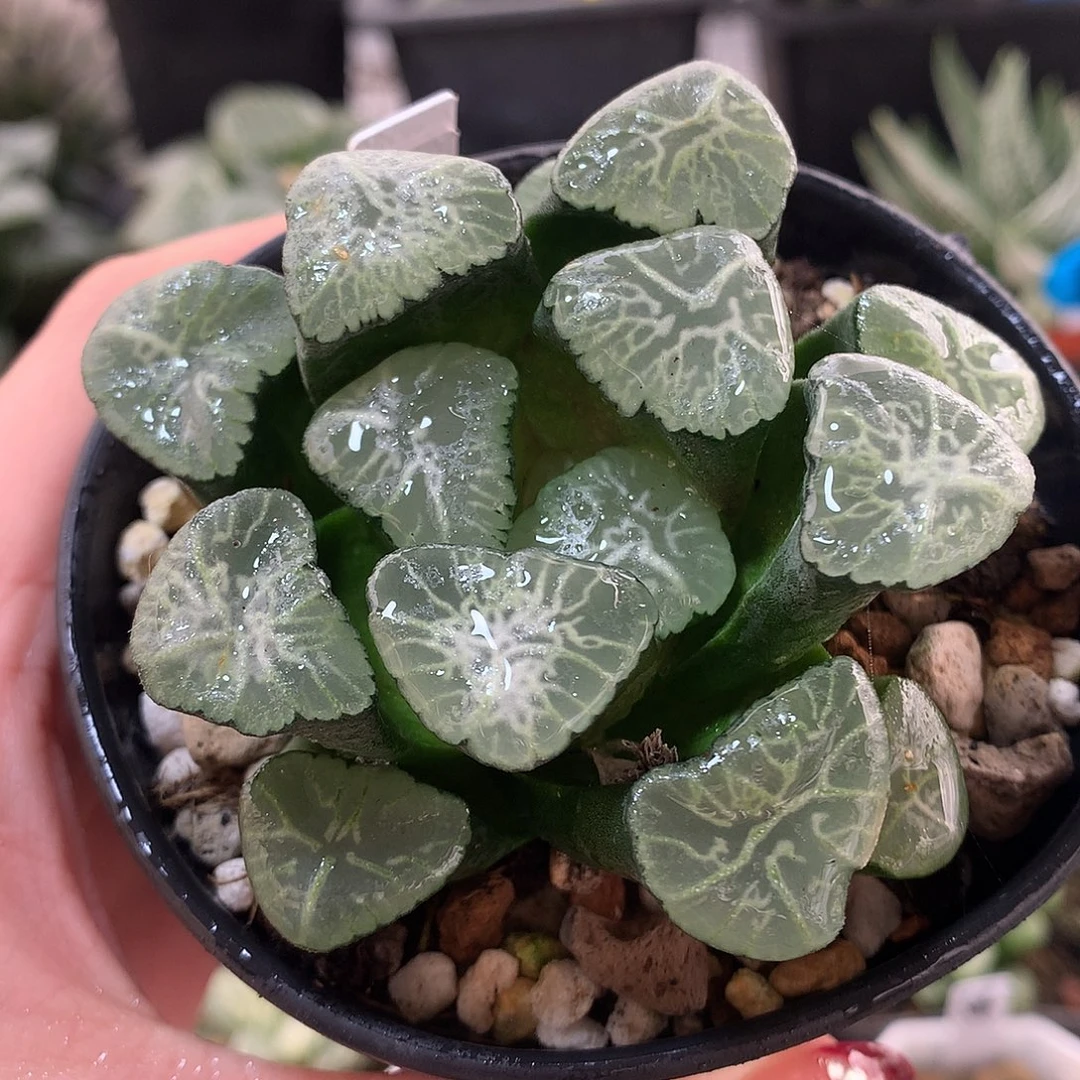 24号桃源乡万象带盆土