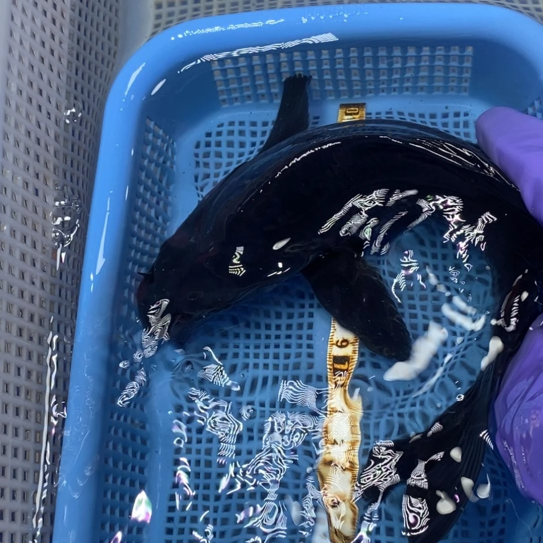 锦鲤冷水锦鲤包邮