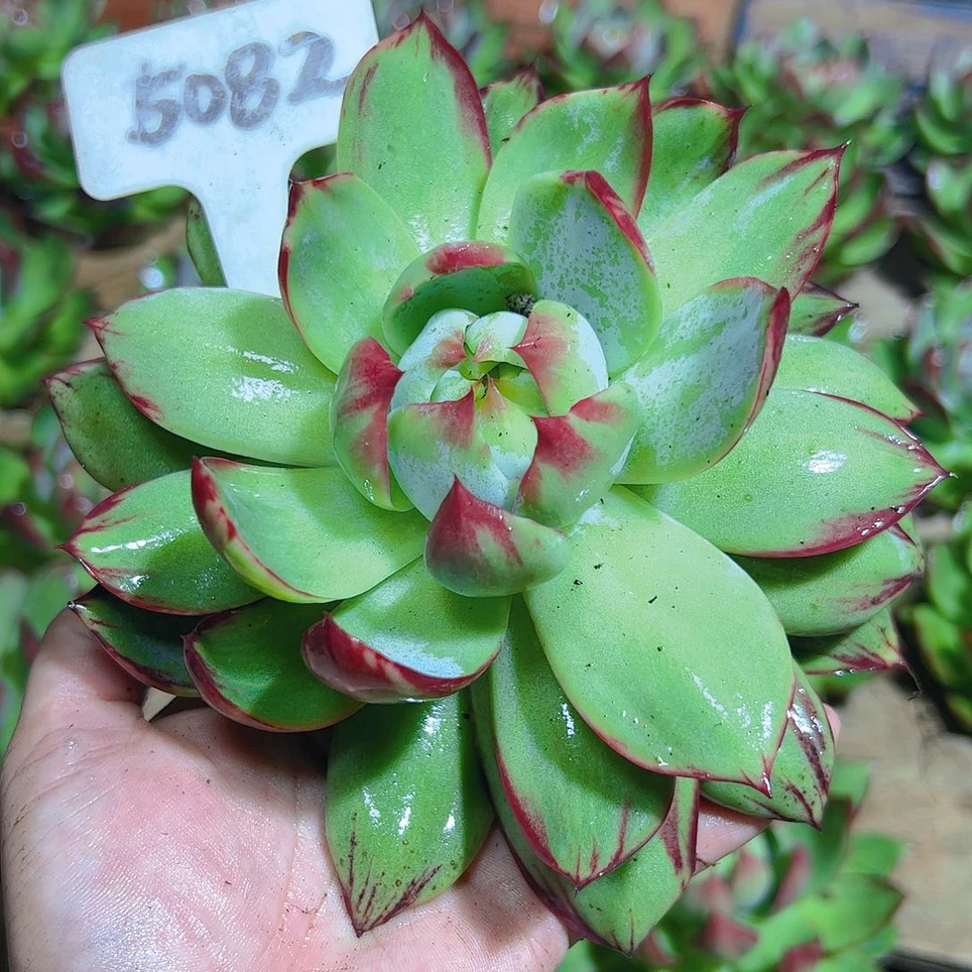 惊鸿仙子一物一拍5082号