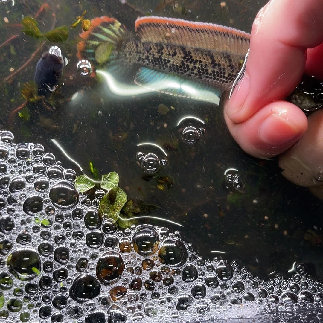 ****）雷龙鱼5号11111111111