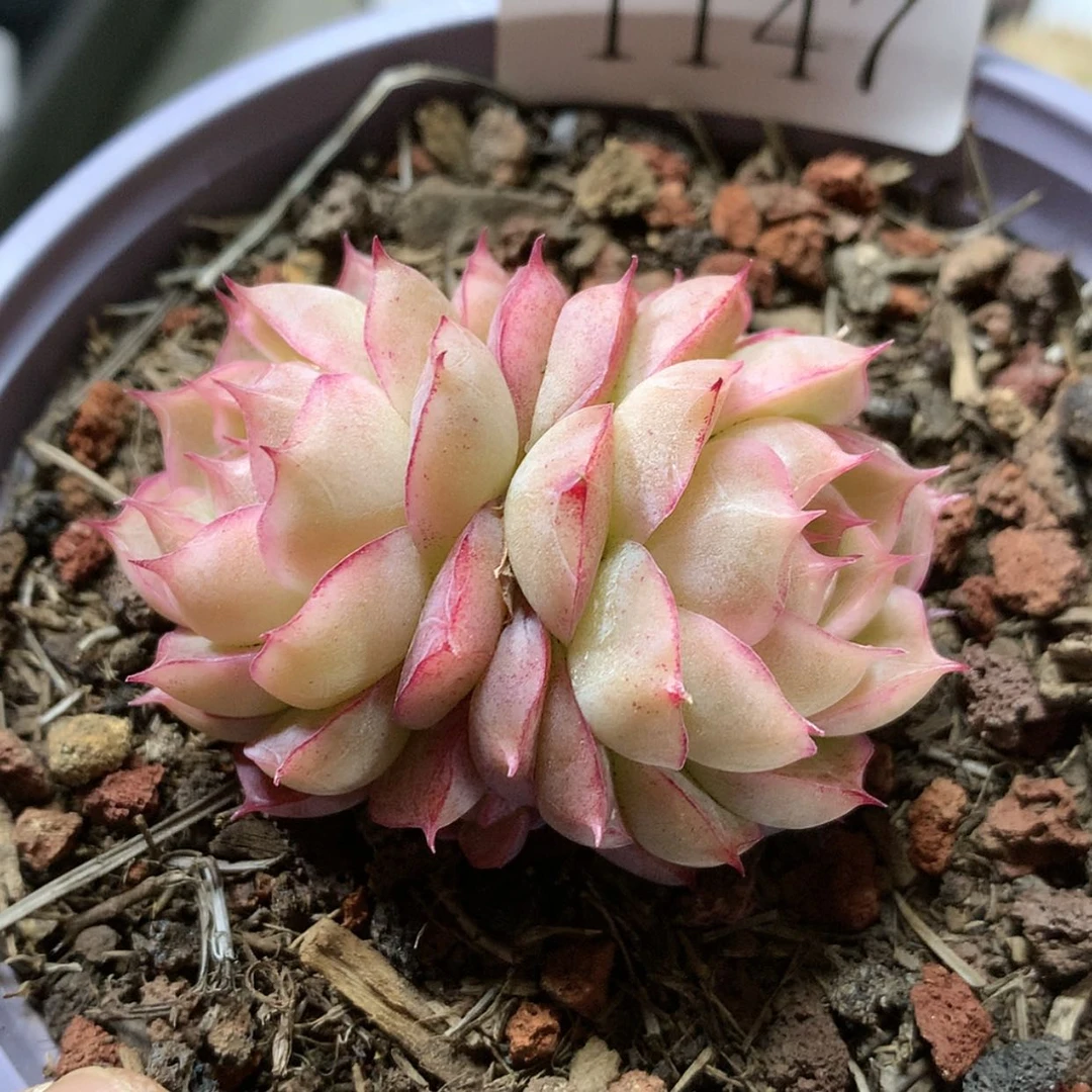 【闪购商品】云1147