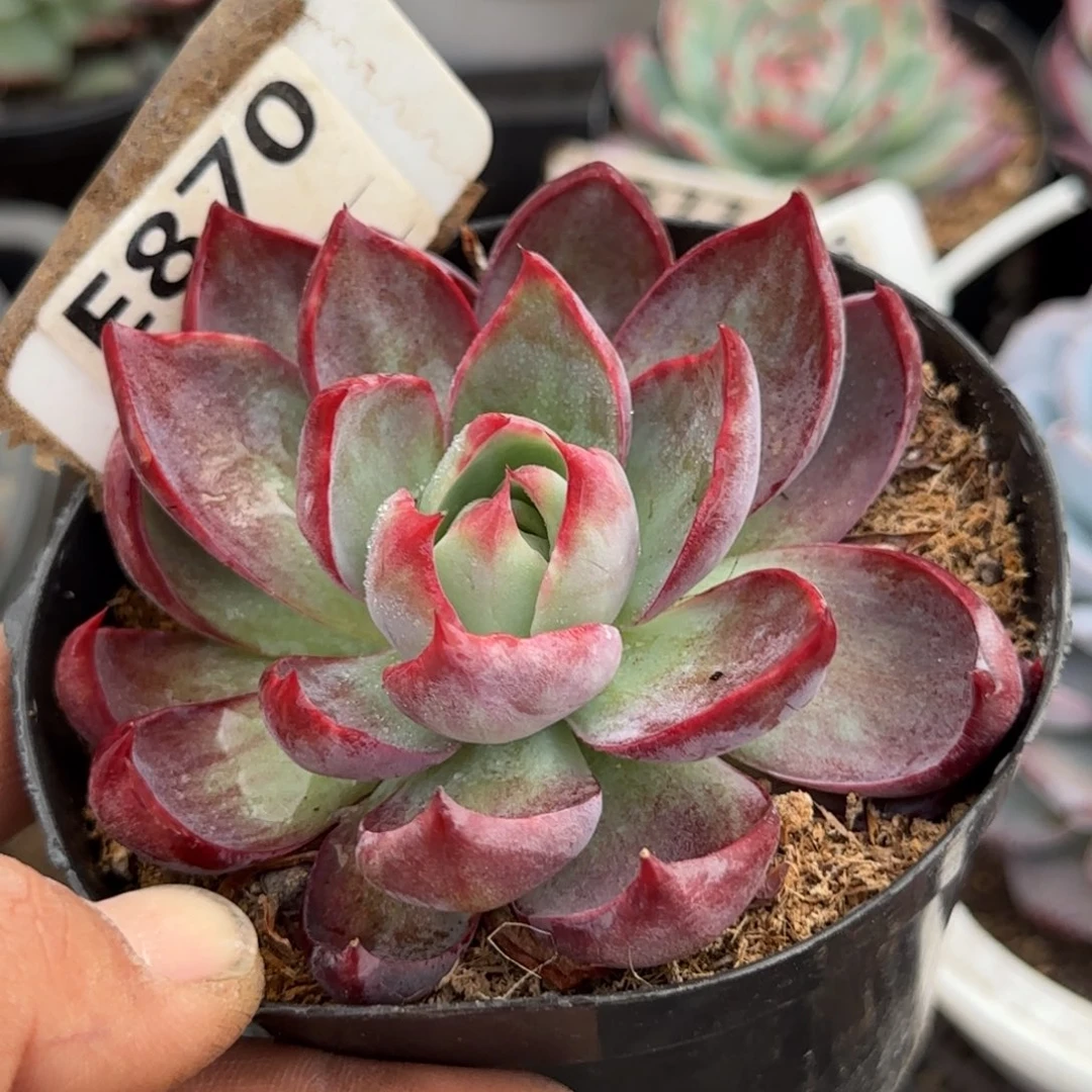 惊鸿一物一拍包装收缩花旱870