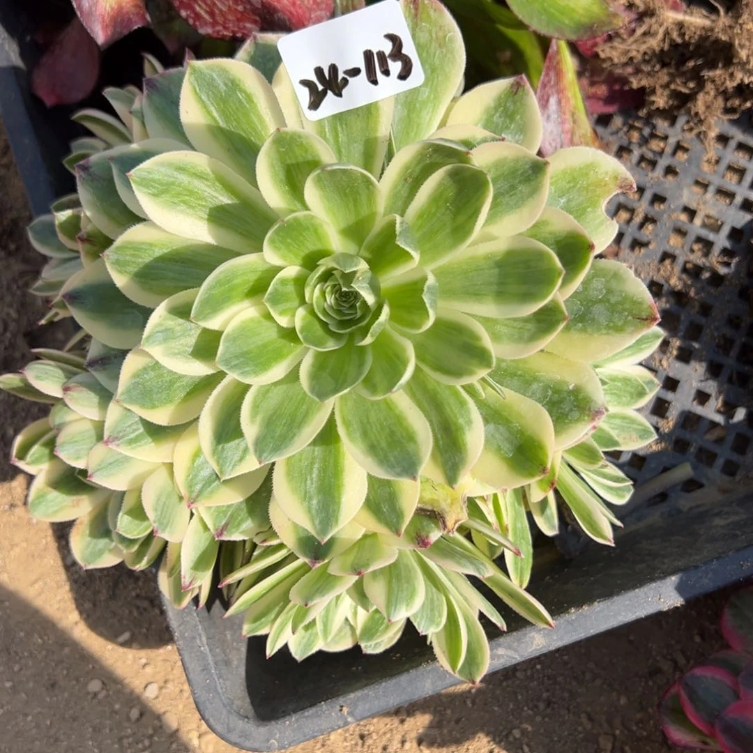113伊丽莎白多肉植物