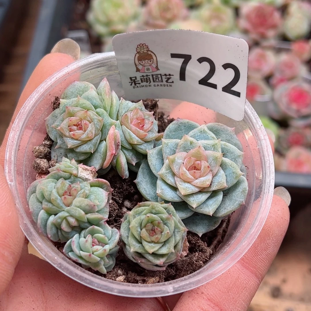 可*多肉植物多肉植物
