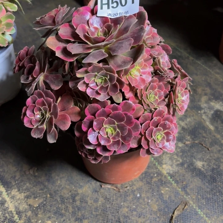 瑞妈多肉园艺501凤冠