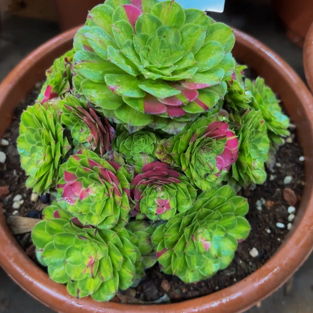 1345多肉植物知否