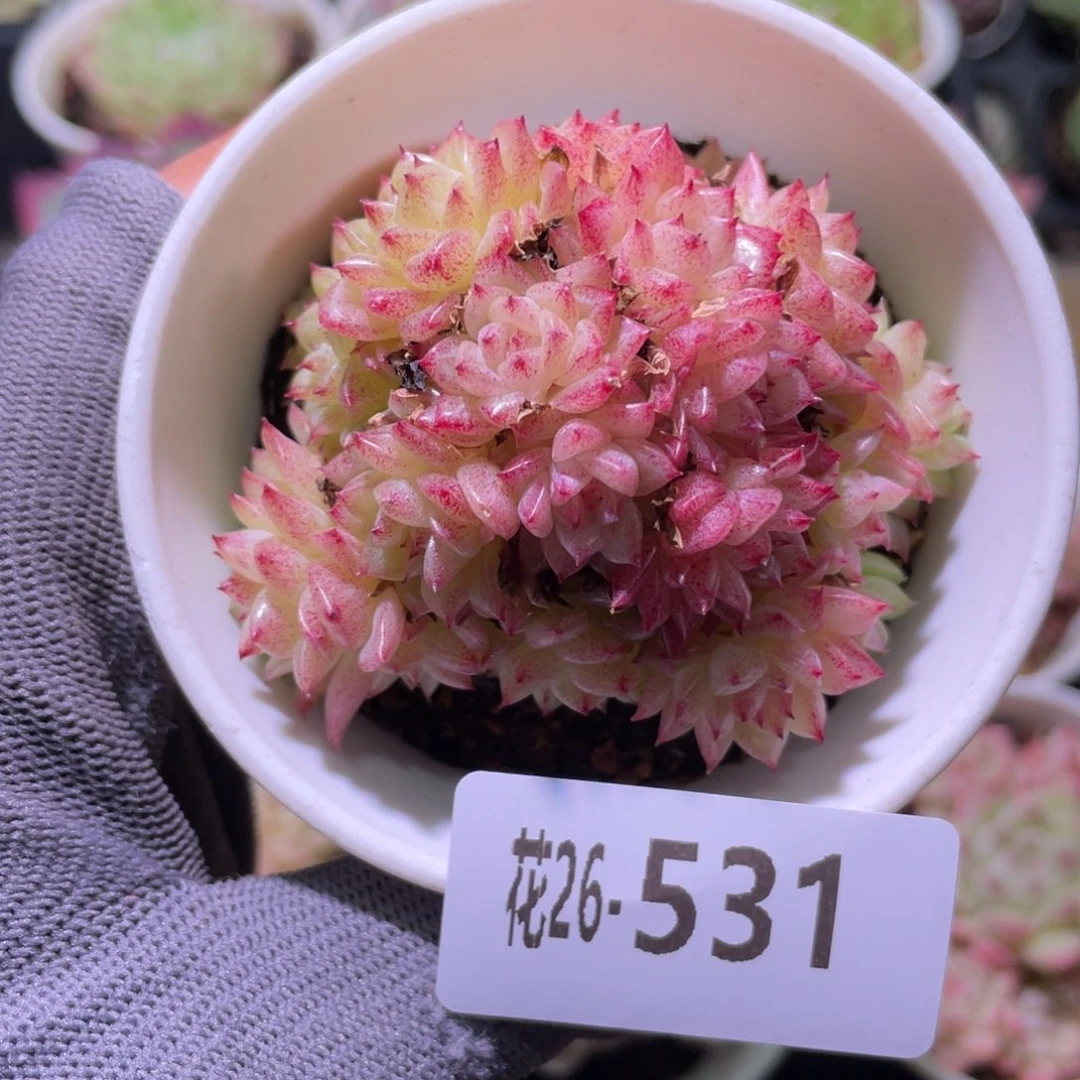 花利美26-531麦秆群