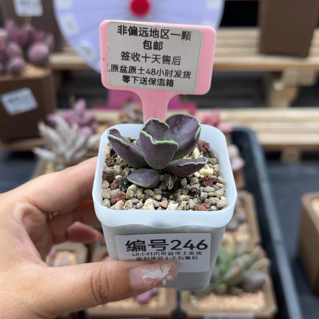 246紫库博多肉植物