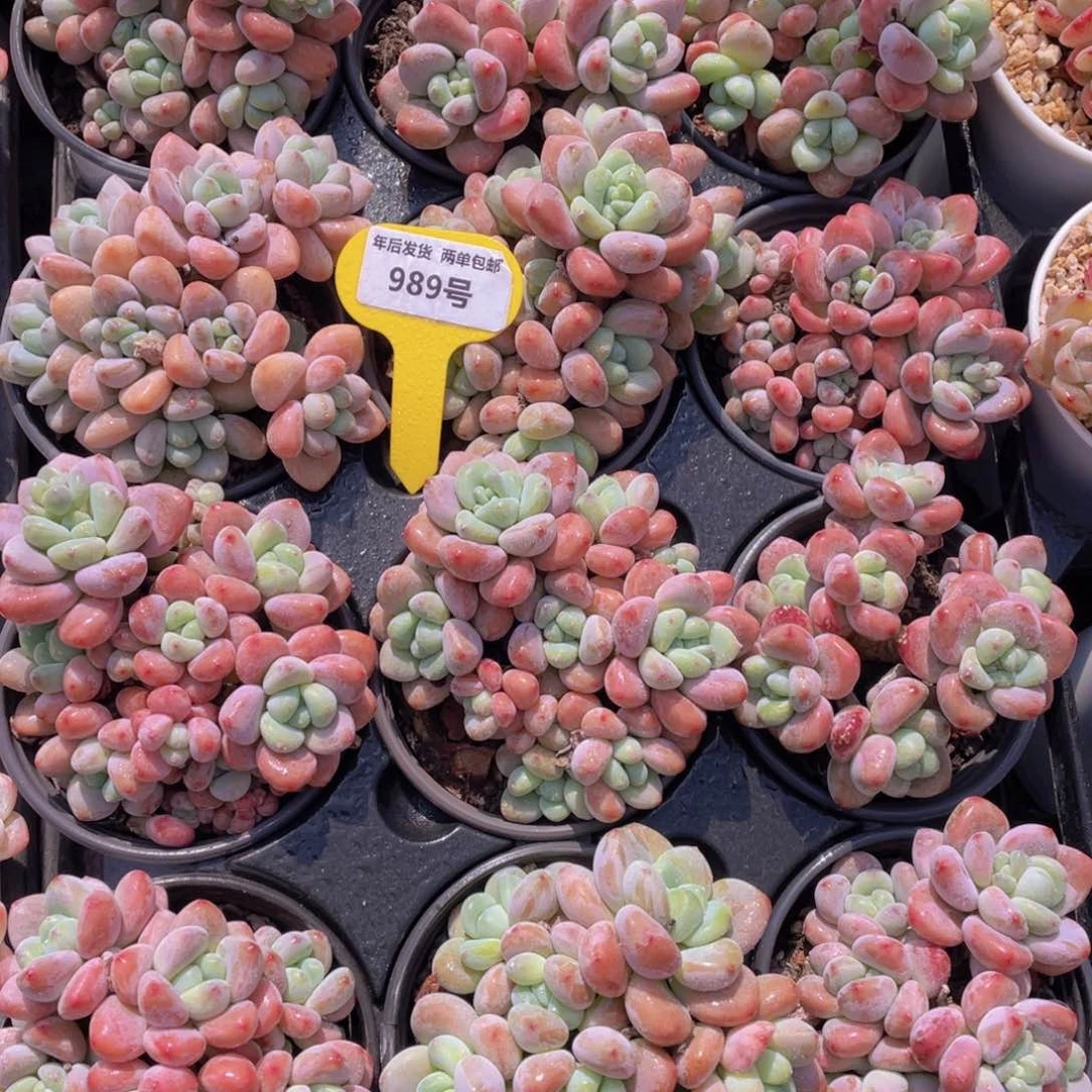 989号优选红洛神大群生一个带盆土