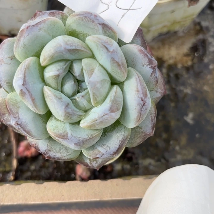 十年后54呀呀呀呀呀呀呀呀呀呀