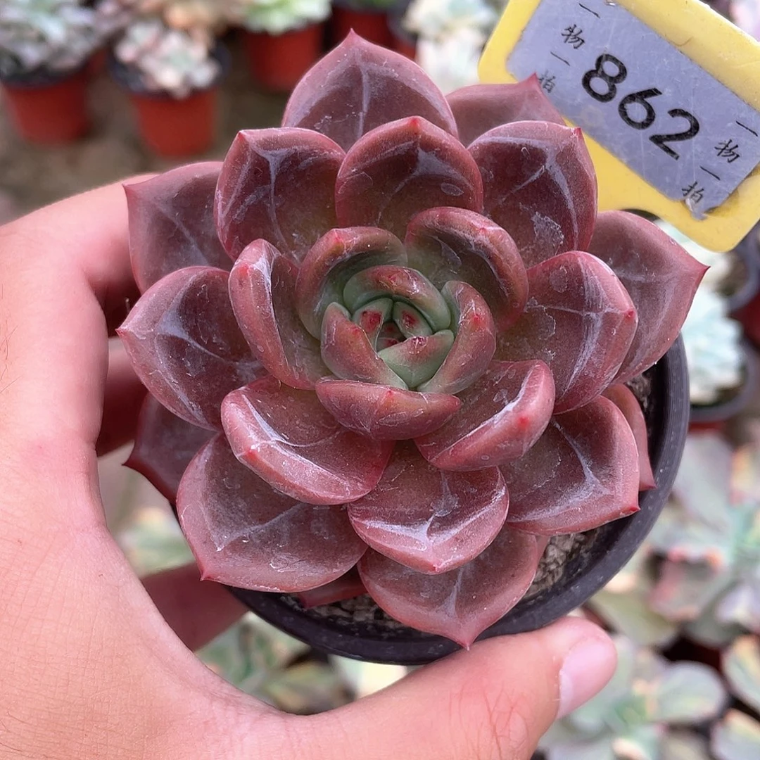 白夜香槟862号多肉