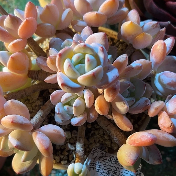 幸运儿是一位非常优秀且非常