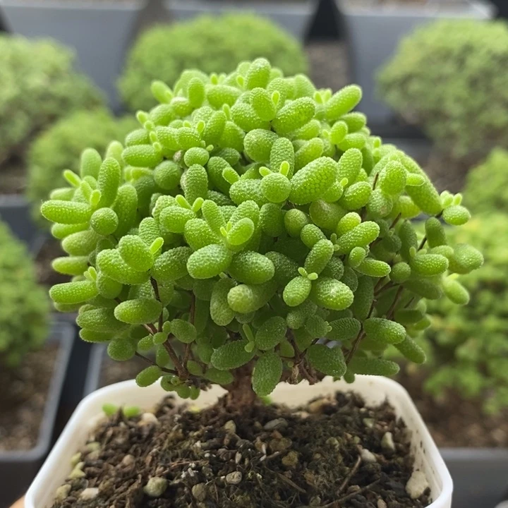 蜜橘糖球7931枝干番杏