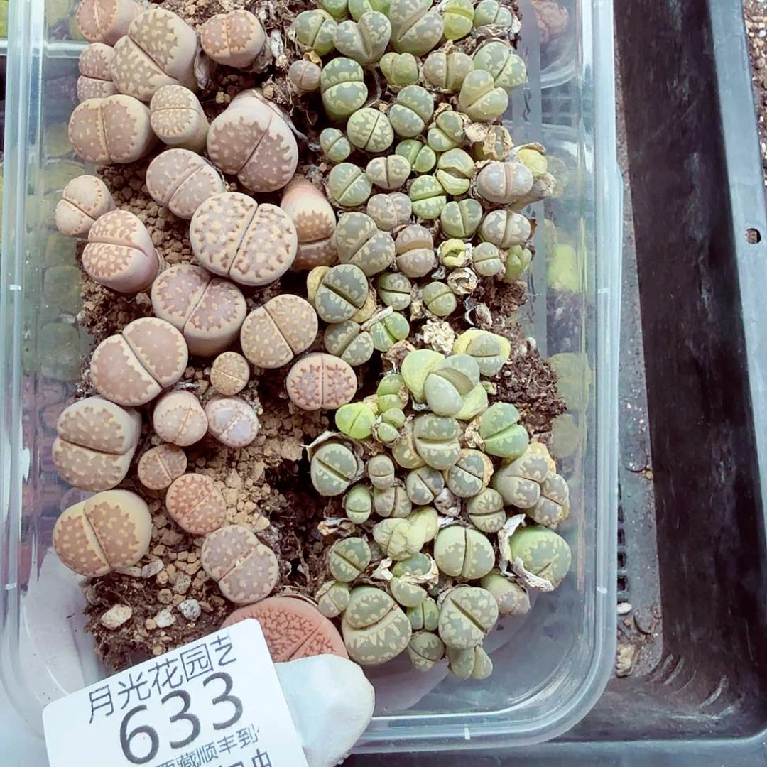 这个点睡起来都会想起633