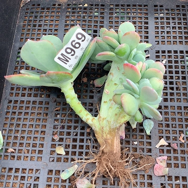 天鹅绒缀化 多肉植物25号左右发