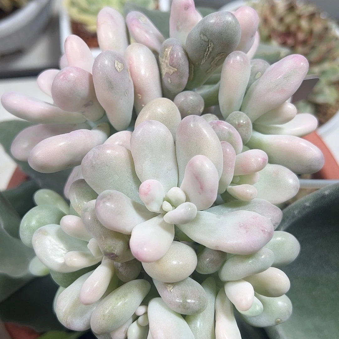 桃蛋锦嫁接多肉植物