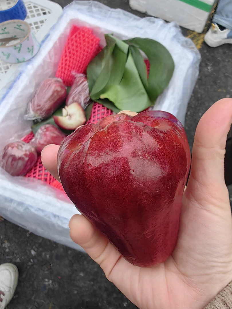 黑金刚莲雾大果清甜多汁新鲜热带水果孕妇可食