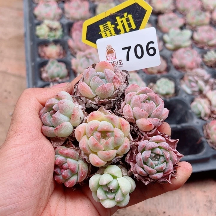 多肉植物多肉植物