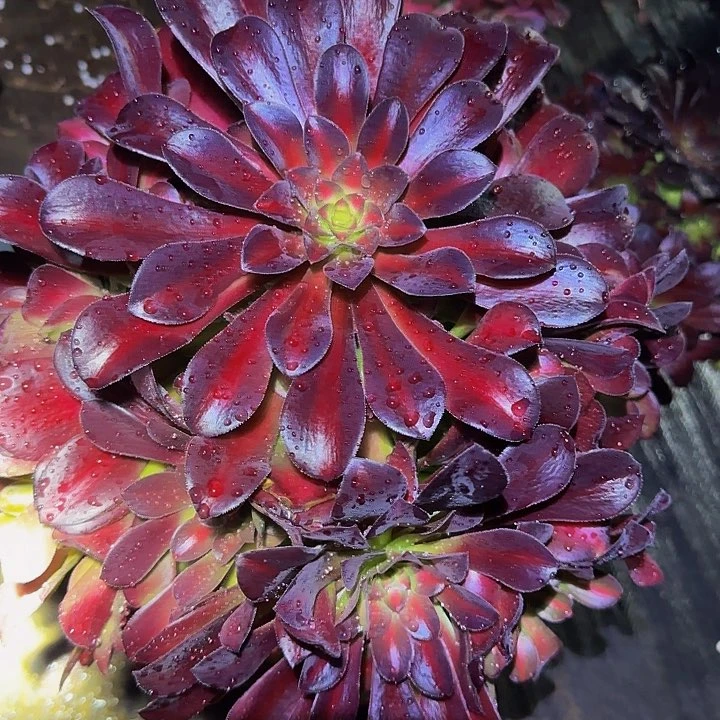 花娜锦捧花亏本福利
