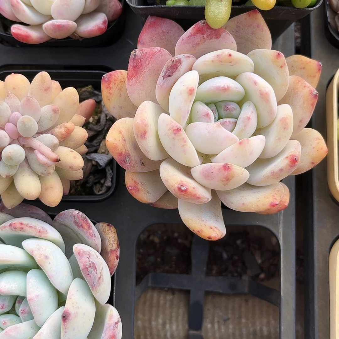 桥*372多肉植物提取萃取