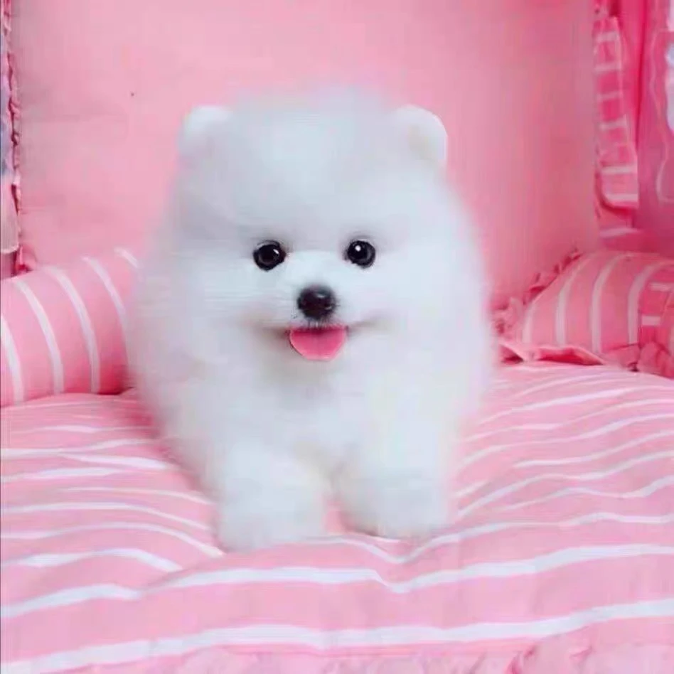 纯种博美犬幼犬小体型俊介犬可爱小型狗活体