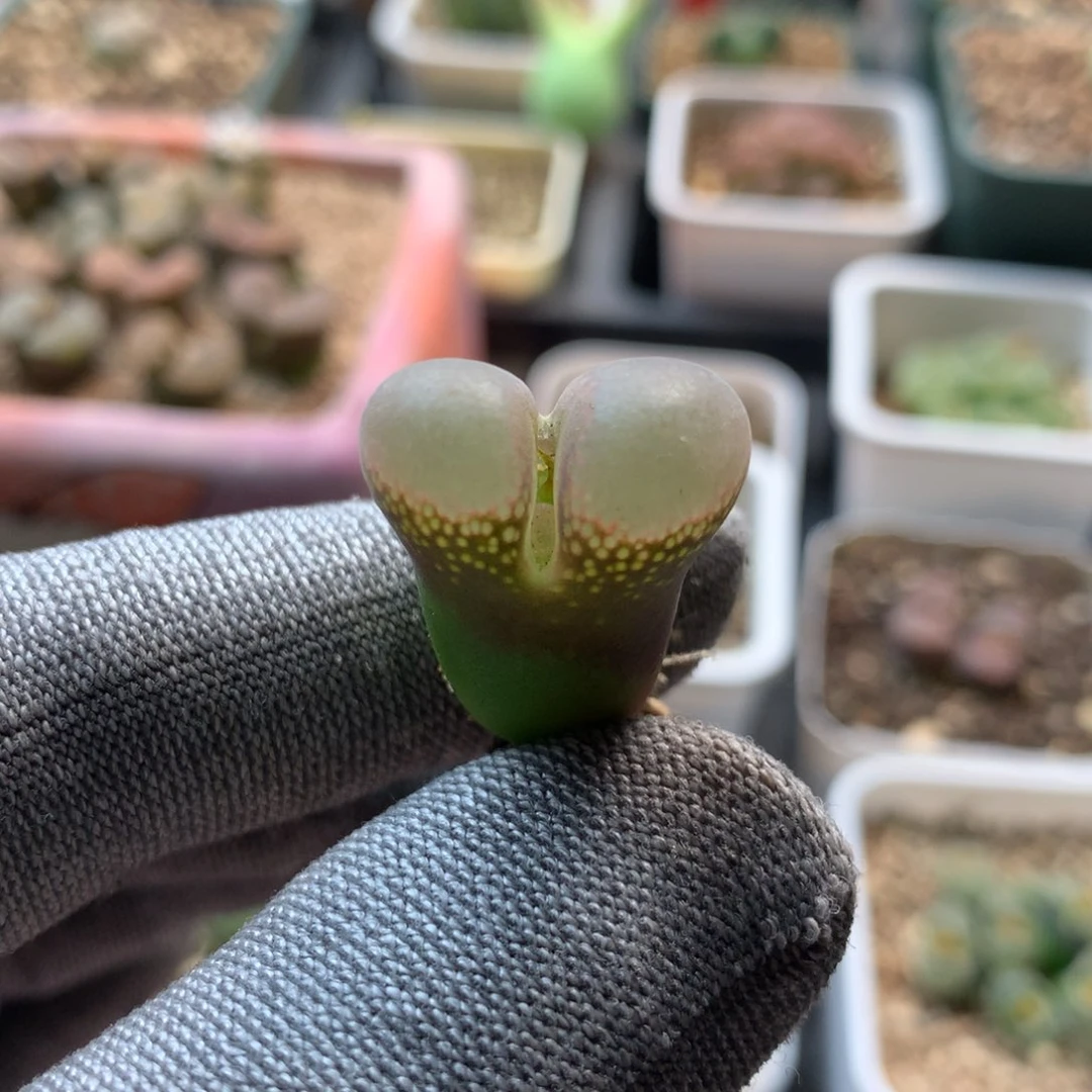 21号温巴德c10母本